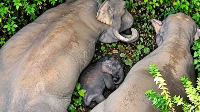 elephant-12