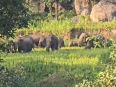 छत्तीसगढ़ में हाथियों का डबल अटैक! 160 बच्चे दहशत में, चर्च परिसर में दंतैल की एंट्री से मची भगदड़